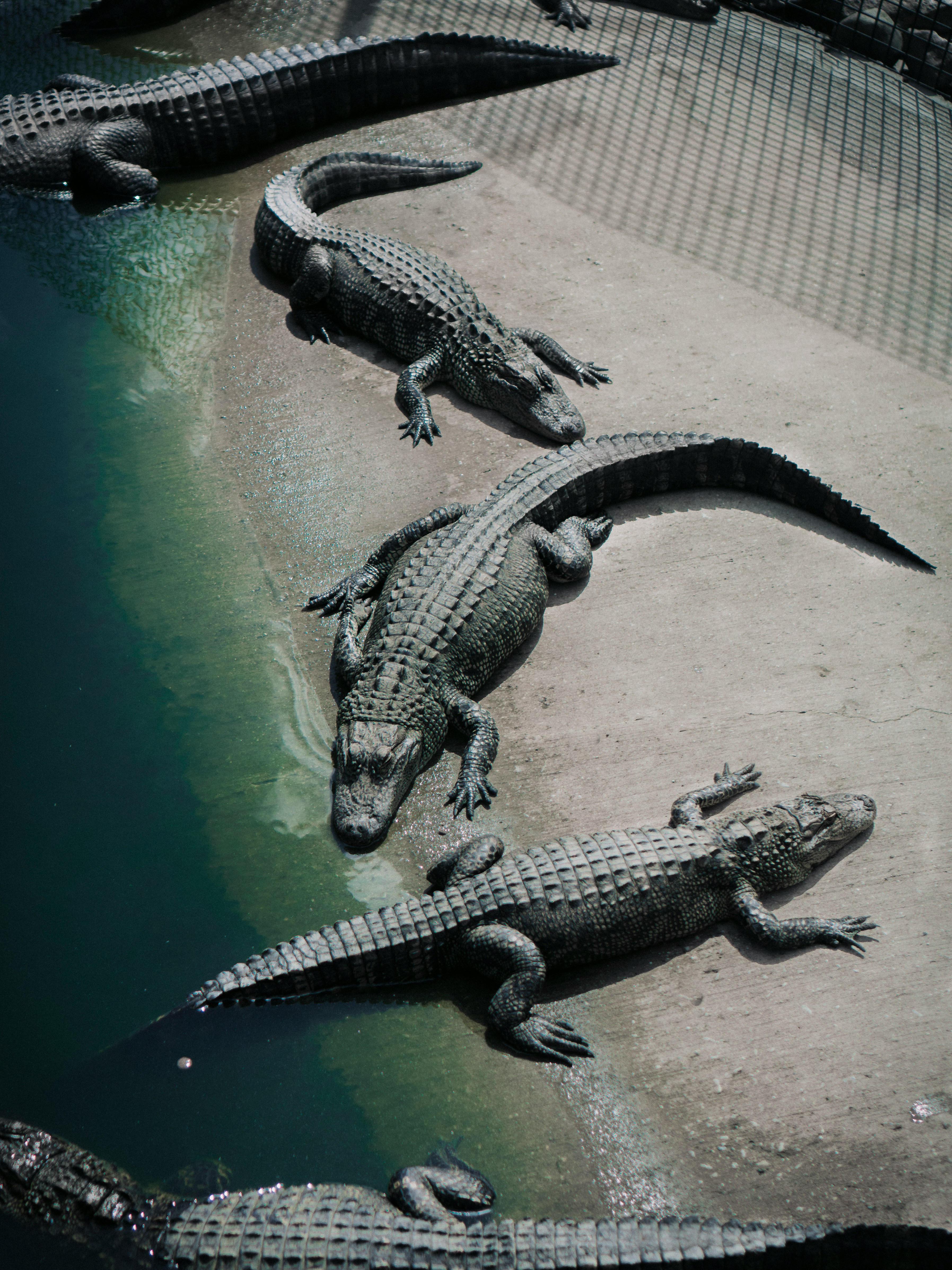 Crocodile Farm