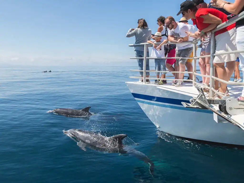 Delphine Boat tours